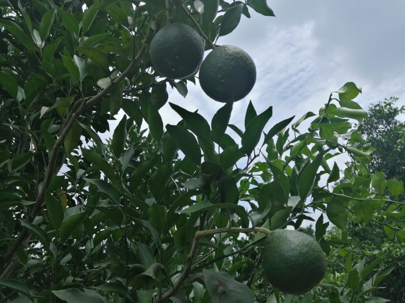 春见耙耙柑次果商品耙耙柑高次果蒲江耙耙柑精品次果鲜货产地