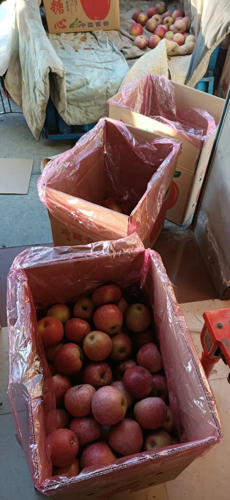 万荣秦冠苹果大量供应中，产地直销。