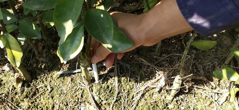 皇帝柑苗贡柑苗基地现货现挖现发指导种植