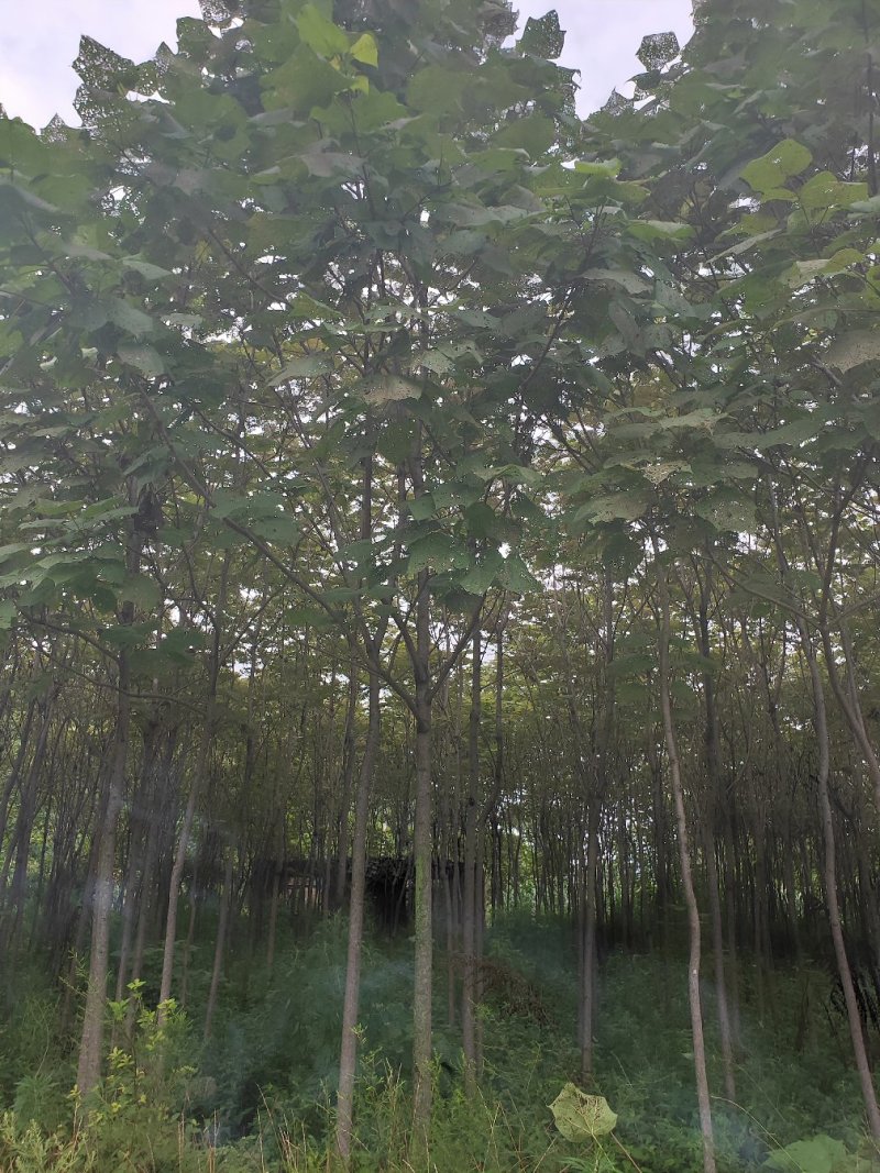 梓树
