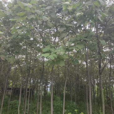 梓树