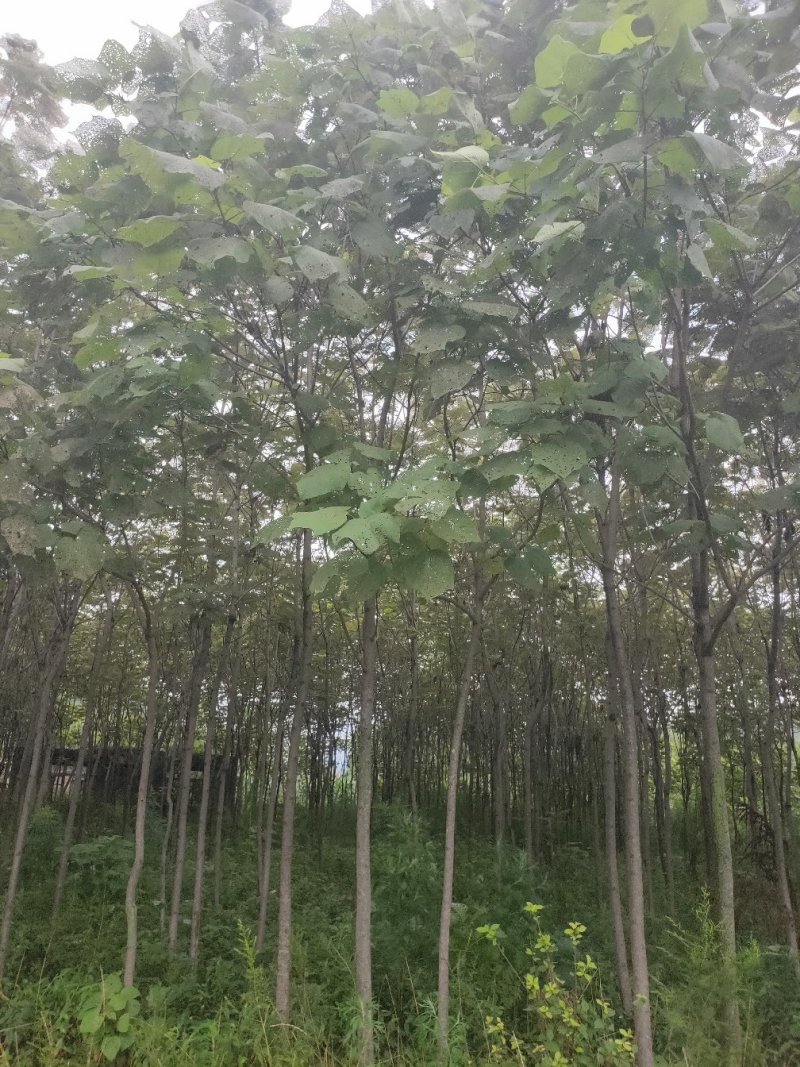 梓树