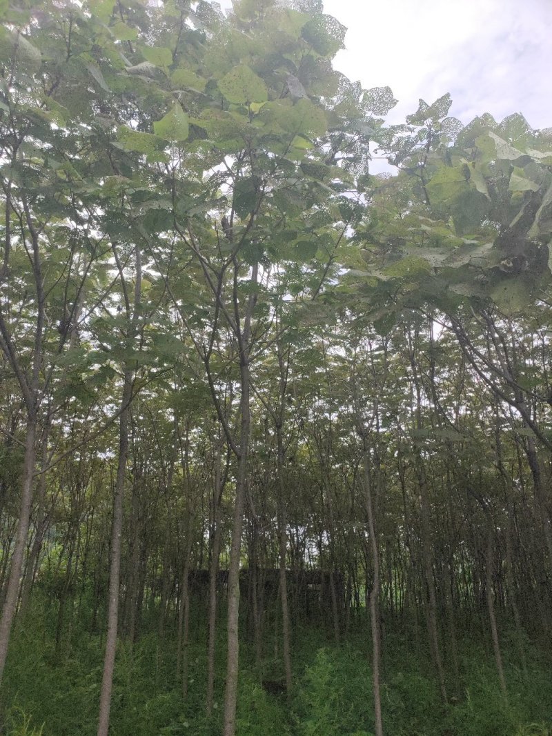 梓树