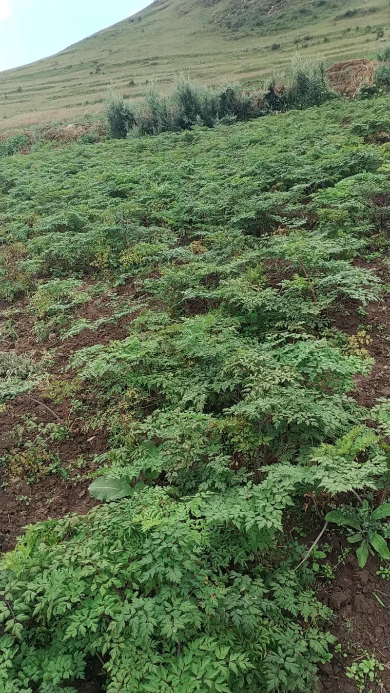 岷当归种子三年生宕昌优质种子