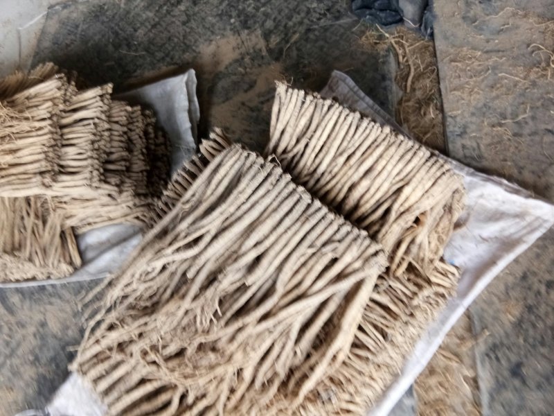 岷县白条党人工种植原生态农业自然晾晒