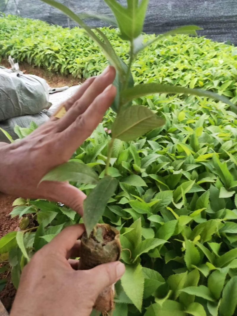 广西五指毛桃苗药材苗种植