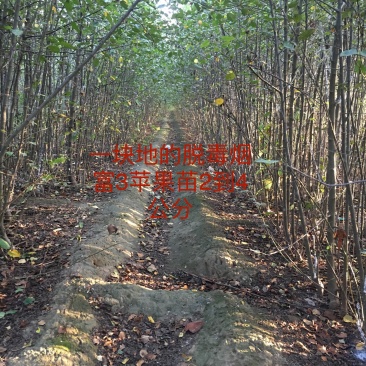 腾地便宜处理地径2到5公分脱毒烟富3苹果苗