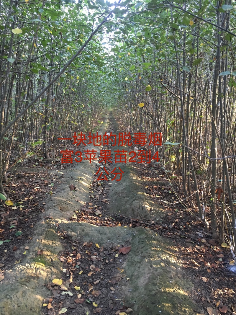 腾地便宜处理地径2到5公分脱毒烟富3苹果苗