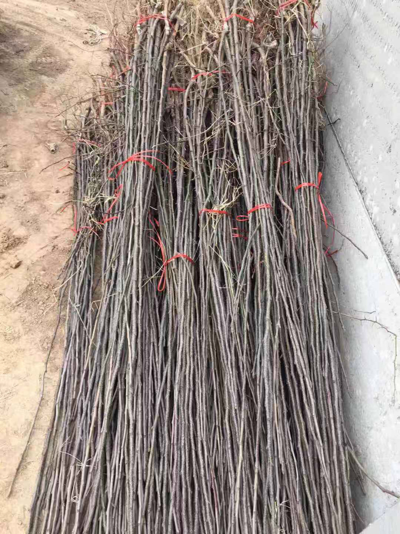 出售奥红一号全红梨接穗量大，品种纯正有保证
