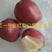 出售奥红一号全红梨接穗量大，品种纯正有保证