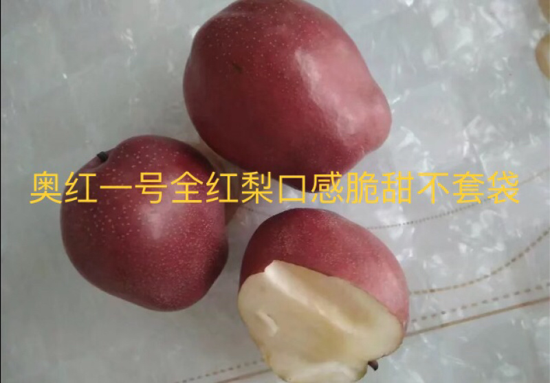 出售奥红一号全红梨接穗量大，品种纯正有保证