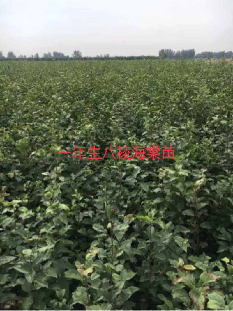 产地直销新下来的八棱海棠种子，种子饱满！