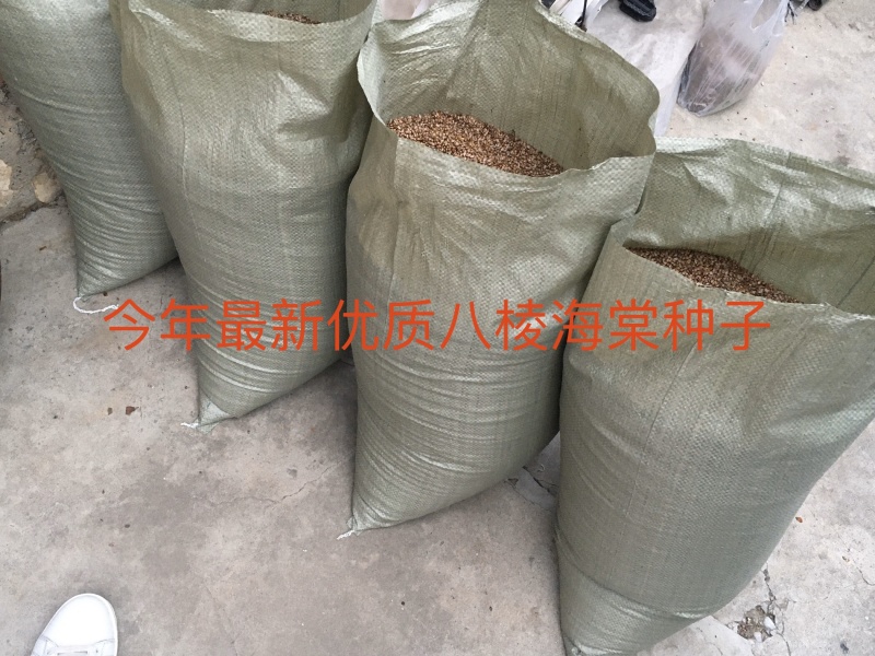 产地直销新下来的八棱海棠种子，种子饱满！