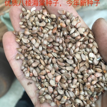 产地直销新下来的八棱海棠种子，种子饱满！