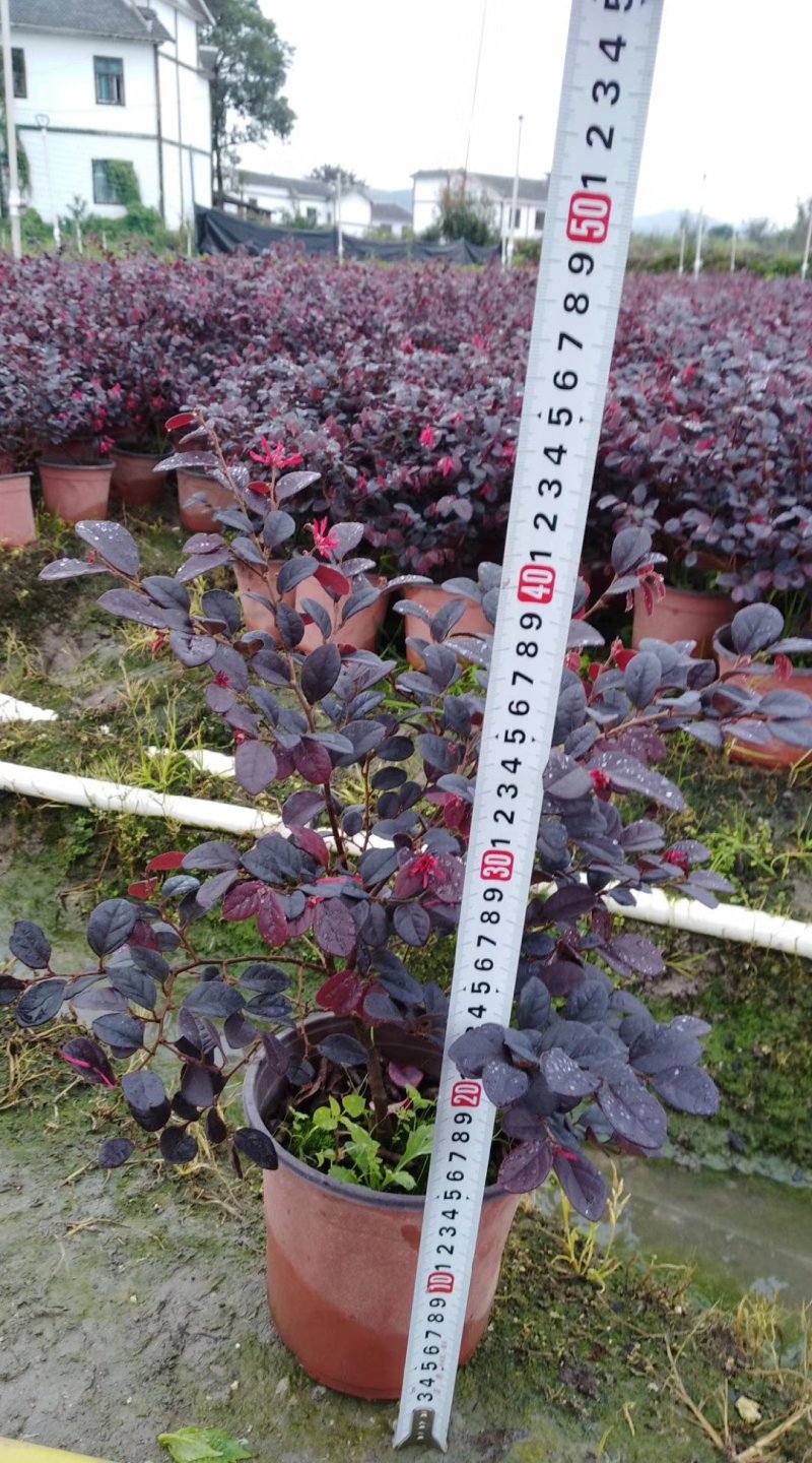 【精品】红花继木，基地海量货源，规格齐全，价格美丽