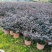 【精品】红花继木，基地海量货源，规格齐全，价格美丽