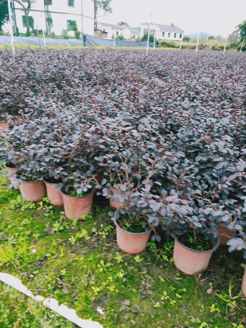 【精品】红花继木，基地海量货源，规格齐全，价格美丽