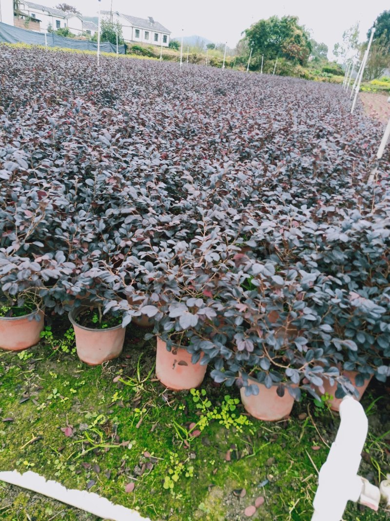 【精品】红花继木，基地海量货源，规格齐全，价格美丽