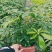 【精品】红花继木，基地海量货源，规格齐全，价格美丽