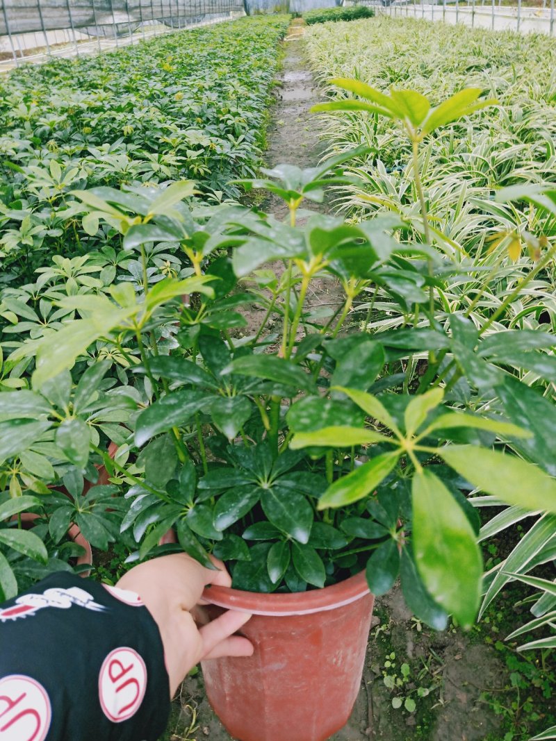 【精品】红花继木，基地海量货源，规格齐全，价格美丽