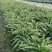 【精品】红花继木，基地海量货源，规格齐全，价格美丽