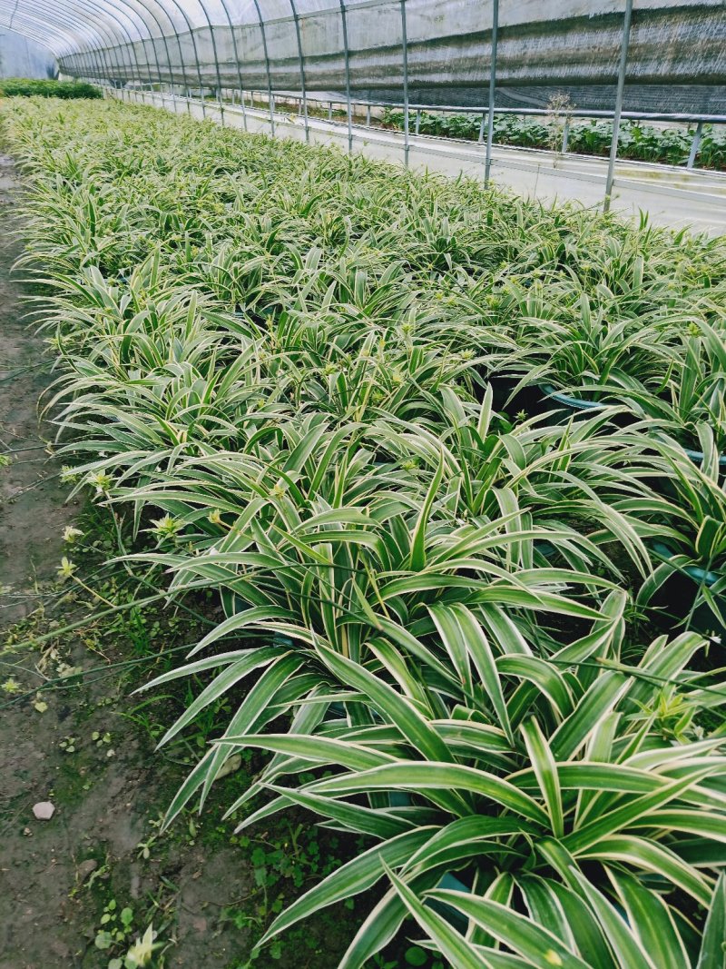【精品】红花继木，基地海量货源，规格齐全，价格美丽