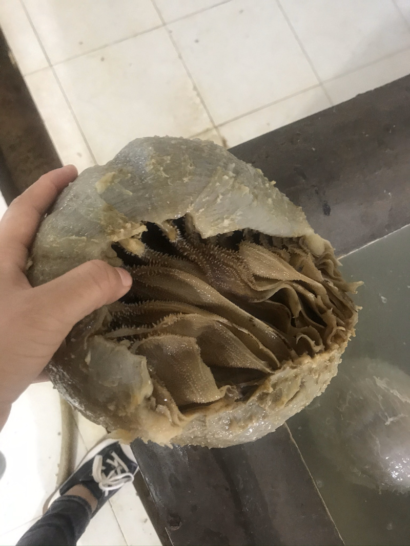 重庆火锅食材水发黑个子本色个子毛肚自助餐供应