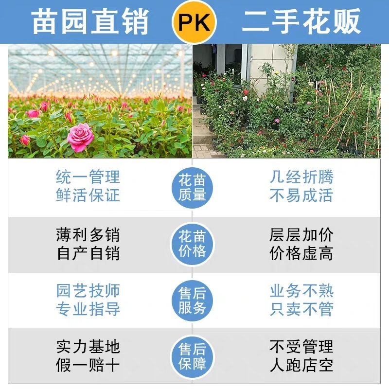 蔷薇花爬藤植物多花篱笆爬墙藤本欧月玫瑰多花月季苗苗圃直销