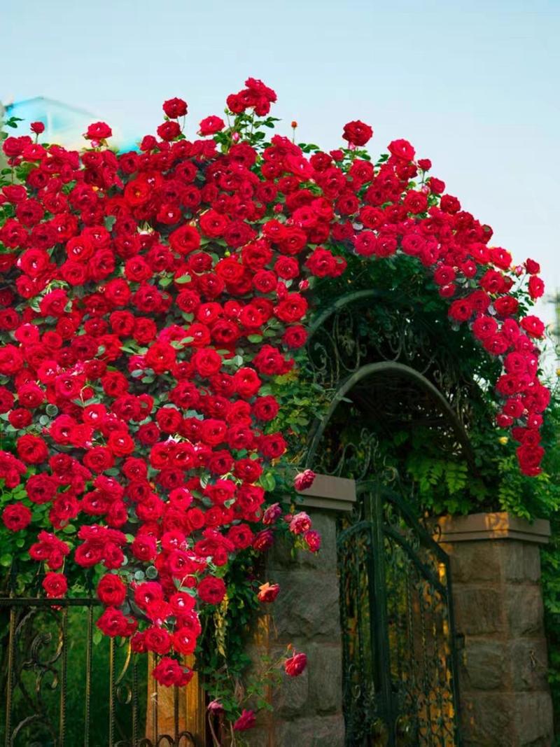 蔷薇花爬藤植物多花篱笆爬墙藤本欧月玫瑰多花月季苗苗圃直销