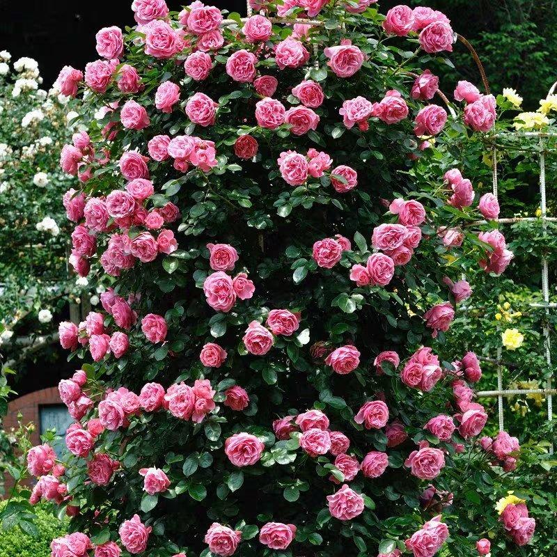 蔷薇花爬藤植物多花篱笆爬墙藤本欧月玫瑰多花月季苗苗圃直销
