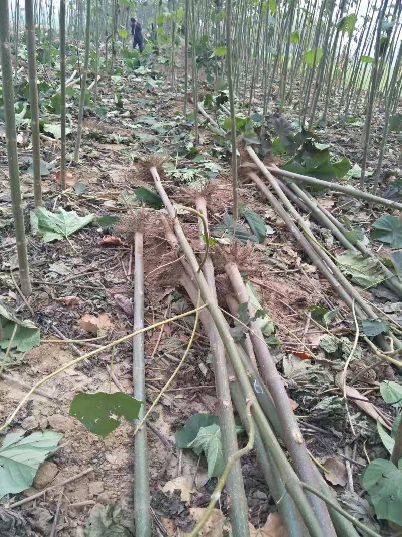 泡桐，速生泡桐，树干通直。