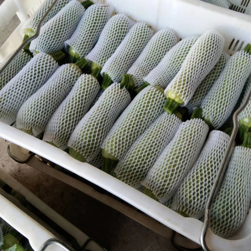 精品西胡芦