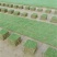 【基地直发】马尼拉草坪，百慕大草坪，四季青草坪，量大从优