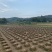 【基地直发】马尼拉草坪，百慕大草坪，四季青草坪，量大从优