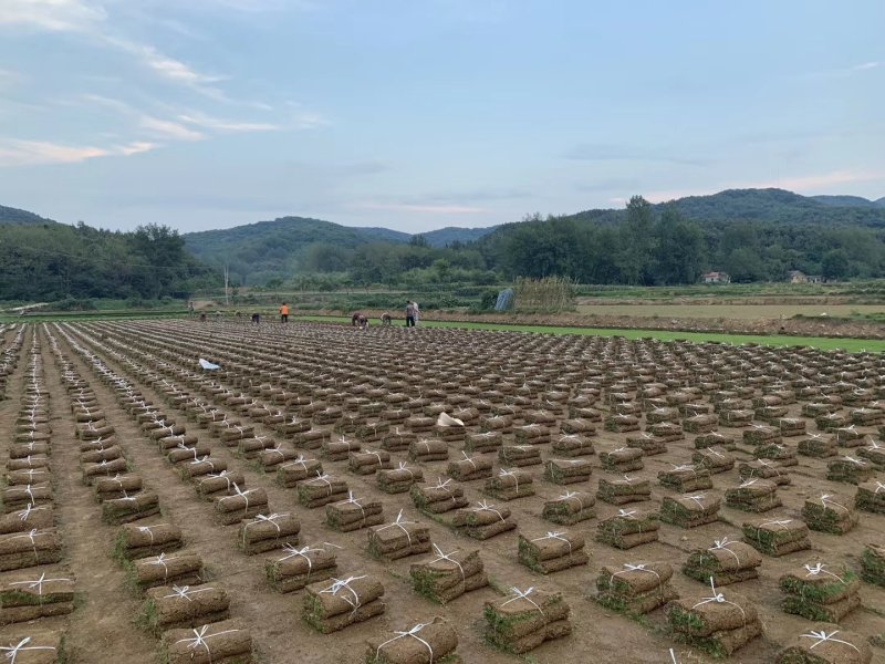【基地直发】马尼拉草坪，百慕大草坪，四季青草坪，量大从优
