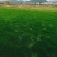【基地直发】马尼拉草坪，百慕大草坪，四季青草坪，量大从优