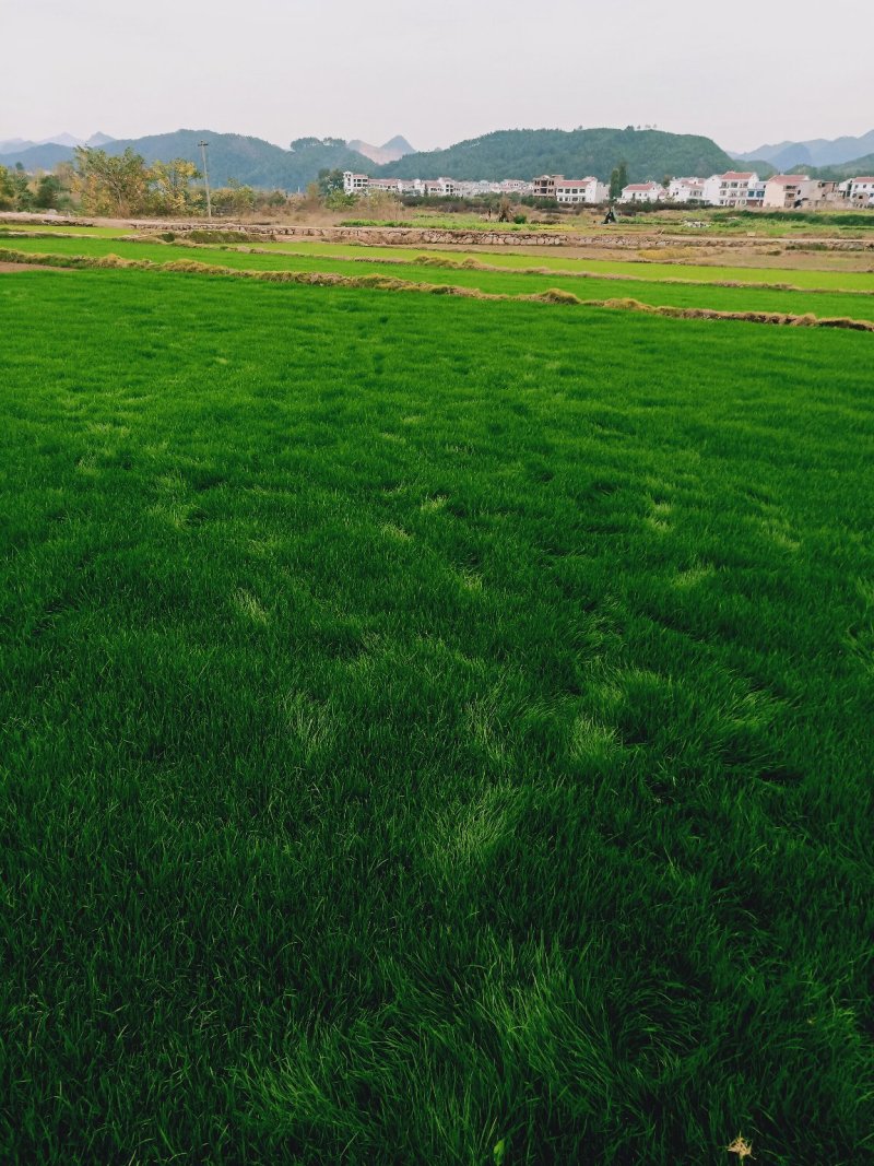 【基地直发】马尼拉草坪，百慕大草坪，四季青草坪，量大从优