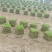 【基地直发】马尼拉草坪，百慕大草坪，四季青草坪，量大从优