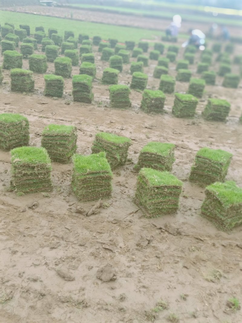 【基地直发】马尼拉草坪，百慕大草坪，四季青草坪，量大从优