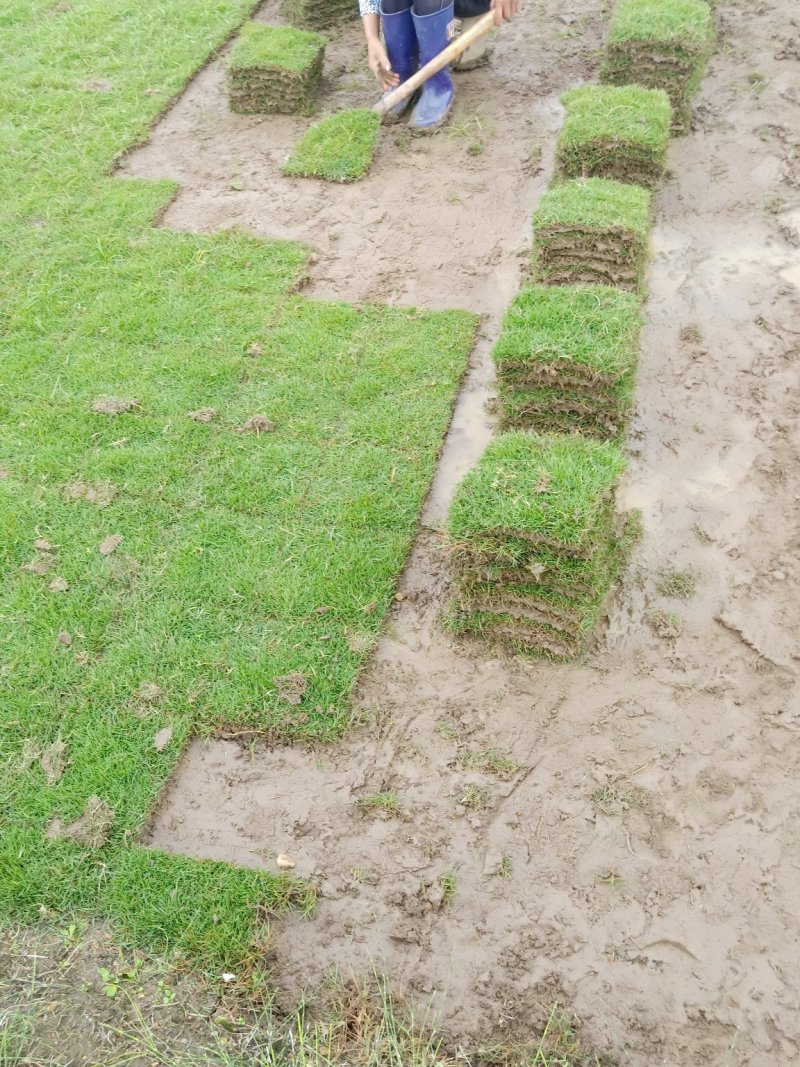 【基地直发】马尼拉草坪，百慕大草坪，四季青草坪，量大从优