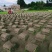 【基地直发】马尼拉草坪，百慕大草坪，四季青草坪，量大从优