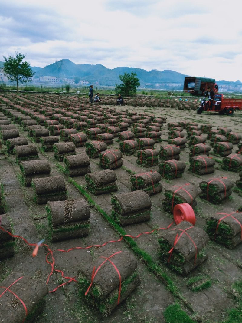【基地直发】马尼拉草坪，百慕大草坪，四季青草坪，量大从优