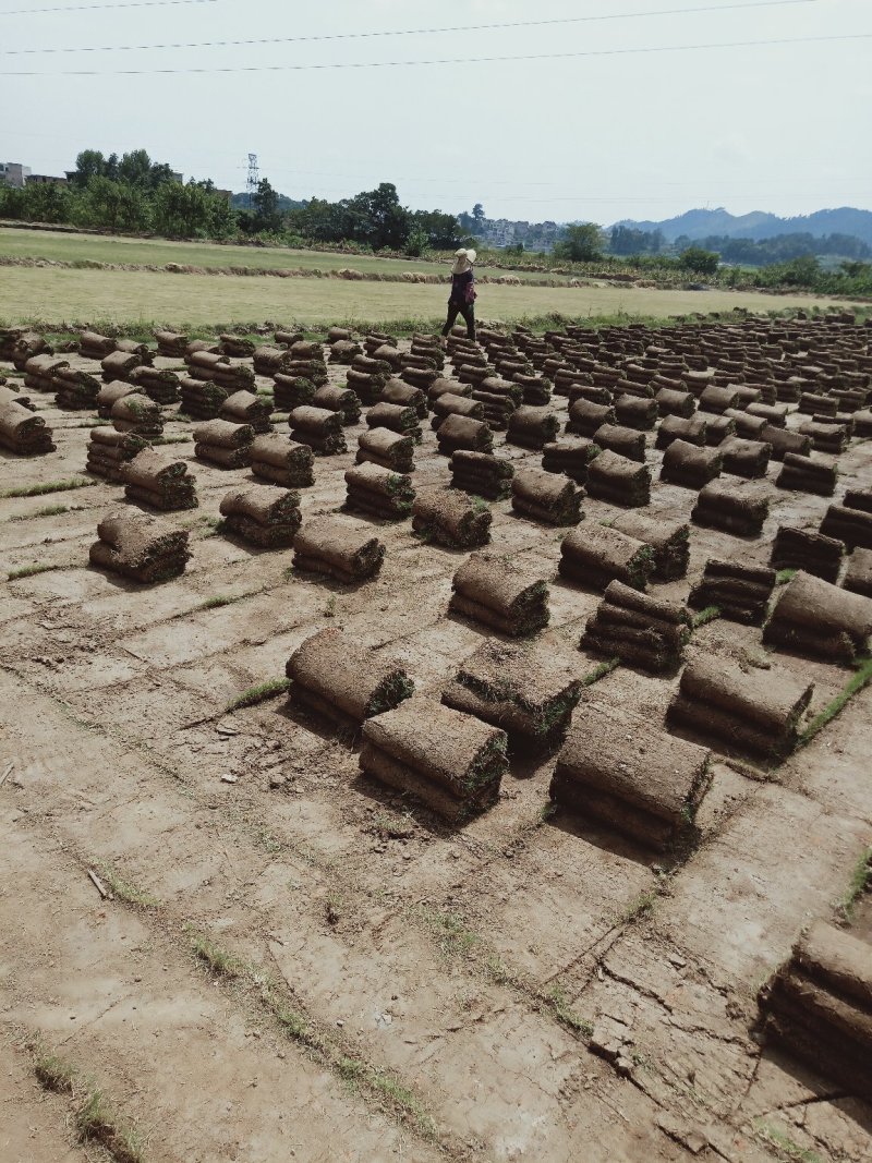 【基地直发】马尼拉草坪，百慕大草坪，四季青草坪，量大从优