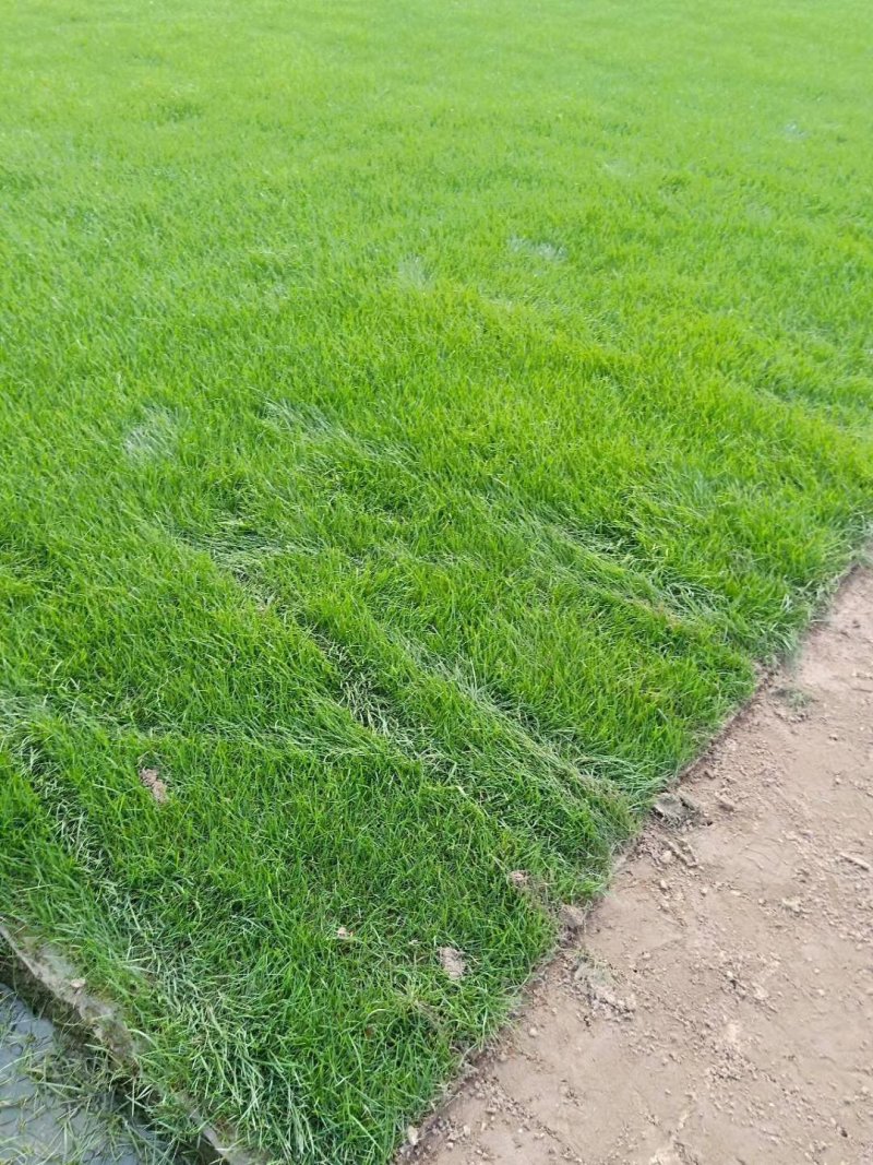 【基地直发】马尼拉草坪，百慕大草坪，四季青草坪，量大从优