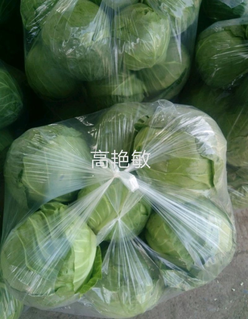 精品甘蓝中甘21/8398绿甘蓝包菜茴子白大量上市
