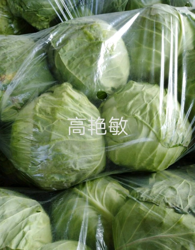 精品甘蓝中甘21/8398绿甘蓝包菜茴子白大量上市