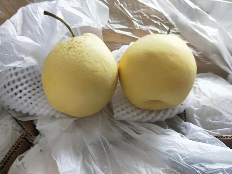 【优质】雪花梨新鲜雪花梨产地直销商超专供