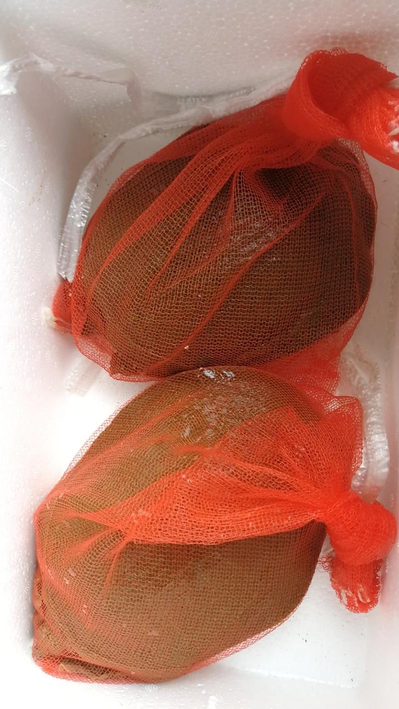 外塘精品黄甲鱼公甲鱼规格3-5斤（老甲鱼）