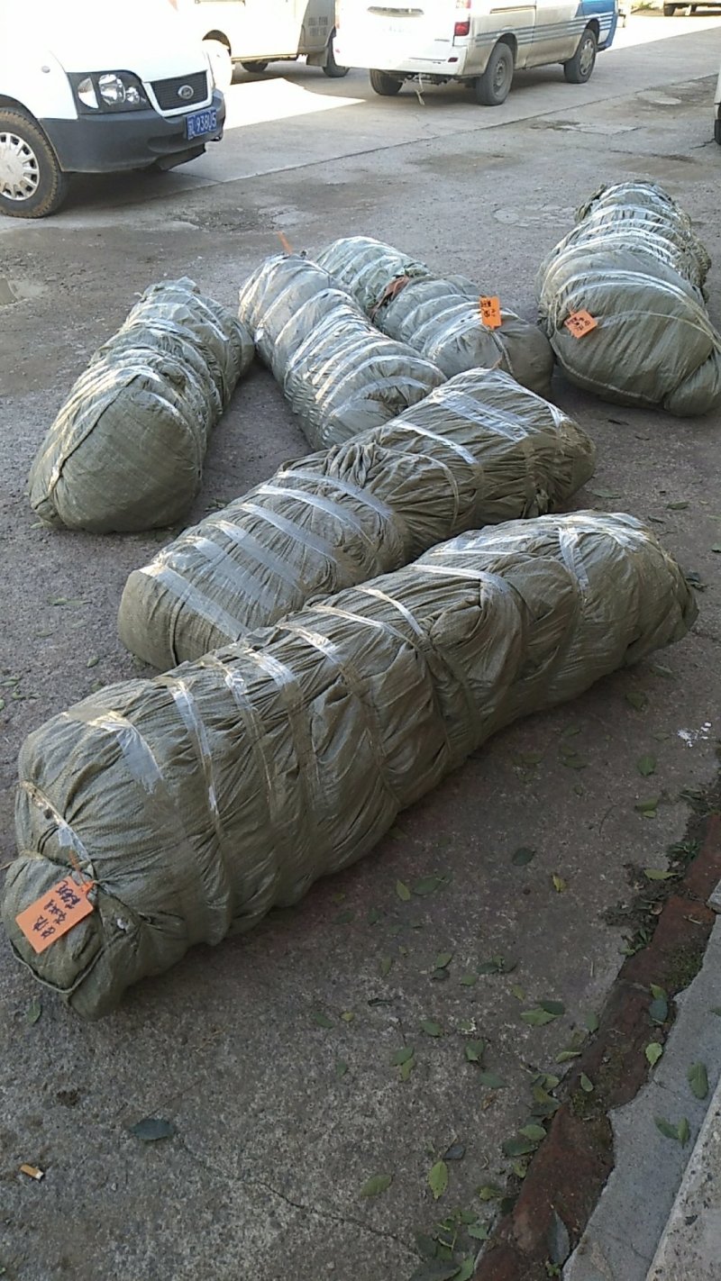 榉树小苗价格2元，金坛基地，红榉树小苗批发大量有货