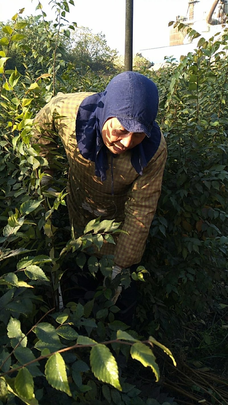 榉树小苗价格2元，金坛基地，红榉树小苗批发大量有货